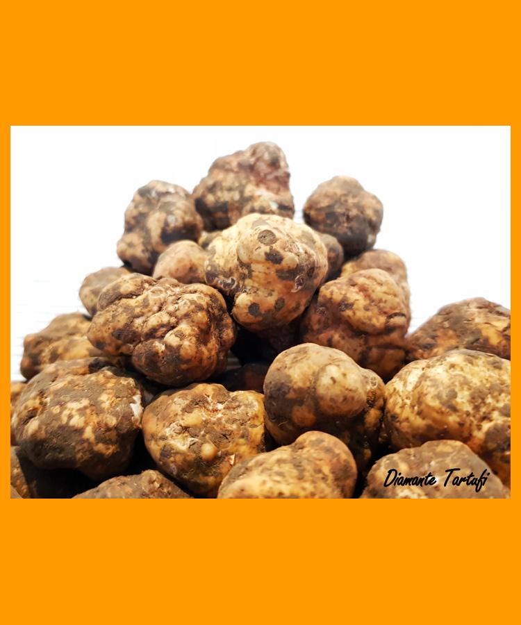 100 Gr TARTUFO BIANCHETTO FRESCO (Tuber Borchii) - I Scelta Piemonte Italy - SOLO TARTUFO ITALIANO 